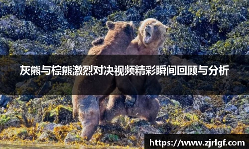 灰熊与棕熊激烈对决视频精彩瞬间回顾与分析